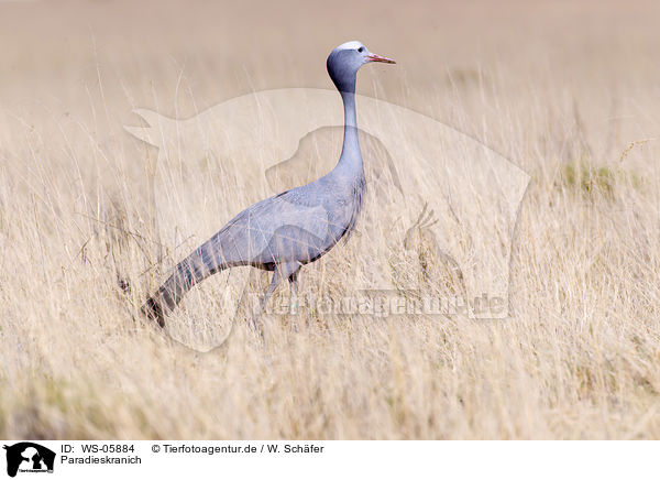 Paradieskranich / WS-05884
