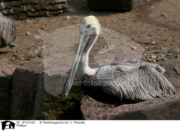 Pelikan / pelican / IP-01422