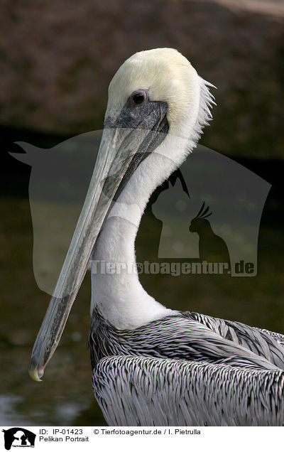 Pelikan Portrait / pelican portrait / IP-01423