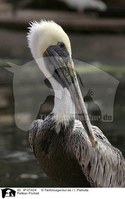 Pelikan Portrait / pelican portrait / IP-01424