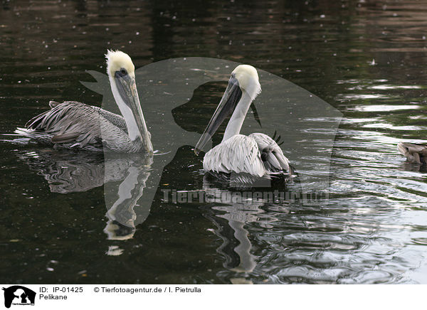 Pelikane / pelican / IP-01425