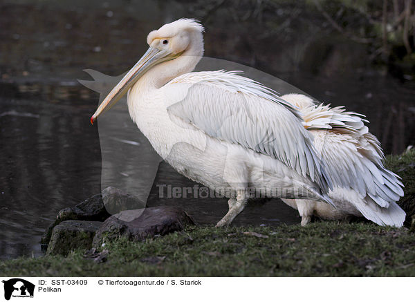 Pelikan / pelican / SST-03409