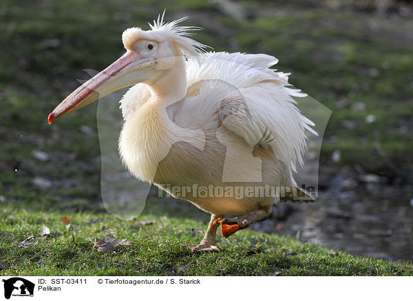 Pelikan / pelican / SST-03411