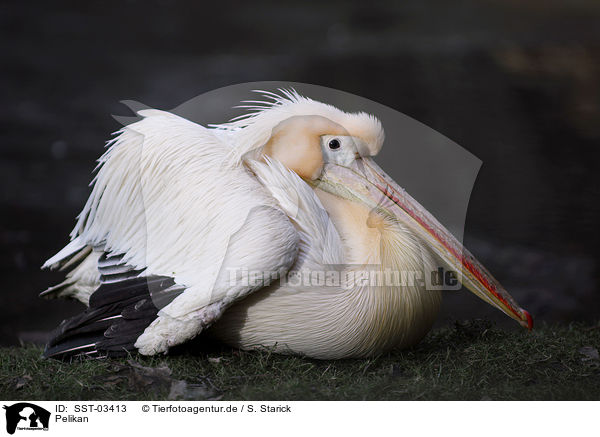 Pelikan / pelican / SST-03413