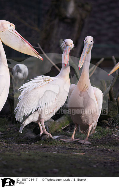 Pelikan / pelican / SST-03417