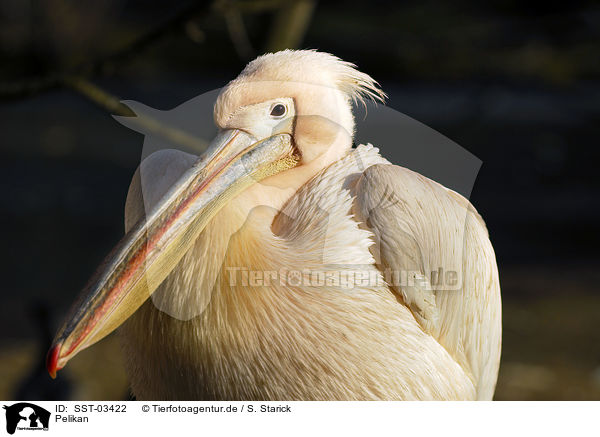 Pelikan / pelican / SST-03422