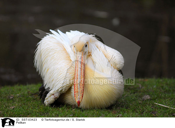 Pelikan / pelican / SST-03423