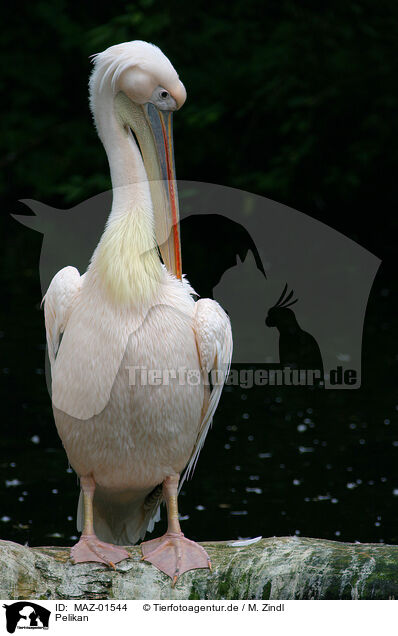 Pelikan / pelican / MAZ-01544