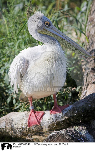 Pelikan / pelican / MAZ-01546