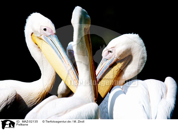 Pelikane / pelicans / MAZ-02135