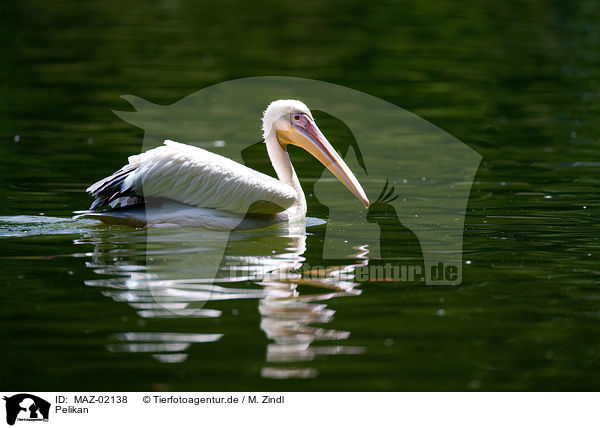 Pelikan / pelican / MAZ-02138