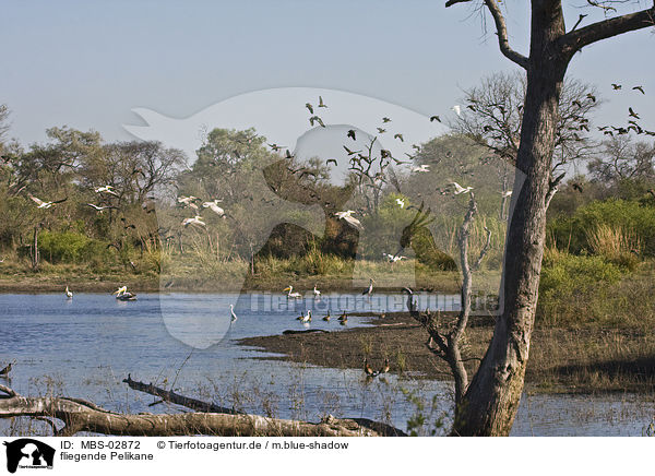 fliegende Pelikane / flying pelicans / MBS-02872