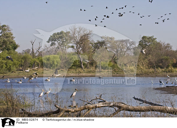 Pelikane / pelicans / MBS-02874