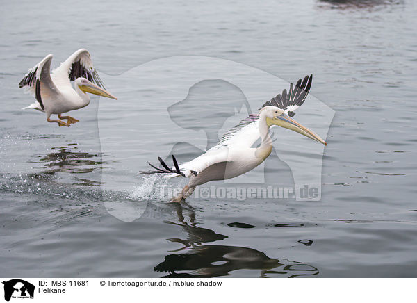Pelikane / pelicans / MBS-11681