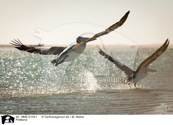 Pelikane / pelicans / MHE-01041