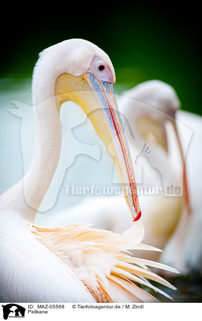 Pelikane / MAZ-05568