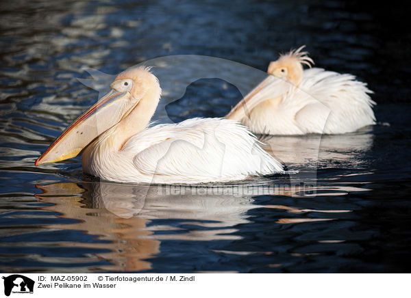 Zwei Pelikane im Wasser / two pelicans in the water / MAZ-05902