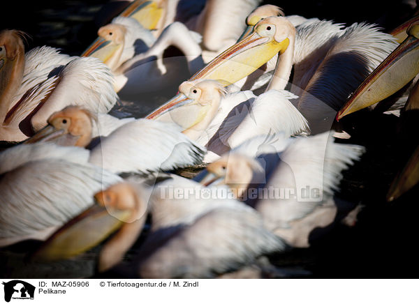 Pelikane / MAZ-05906