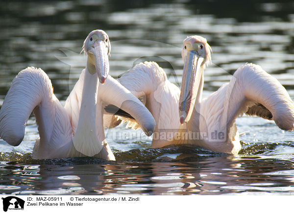 Zwei Pelikane im Wasser / two pelicans in the water / MAZ-05911
