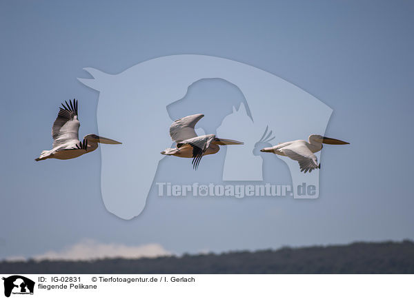 fliegende Pelikane / IG-02831