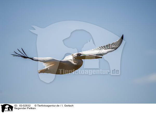 fliegender Pelikan / IG-02832