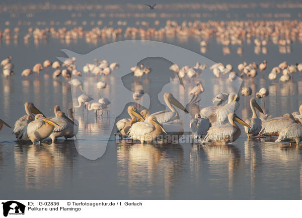 Pelikane und Flamingo / IG-02836