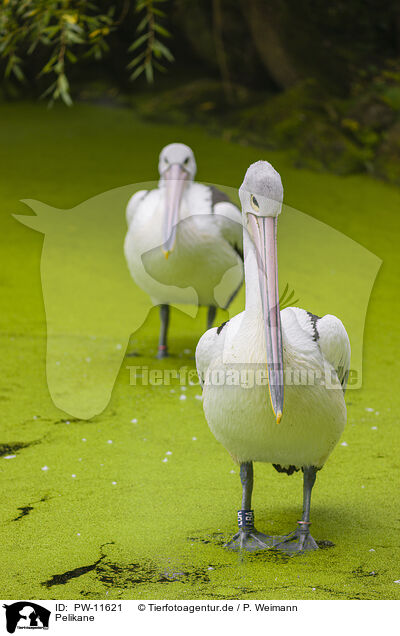 Pelikane / pelicans / PW-11621