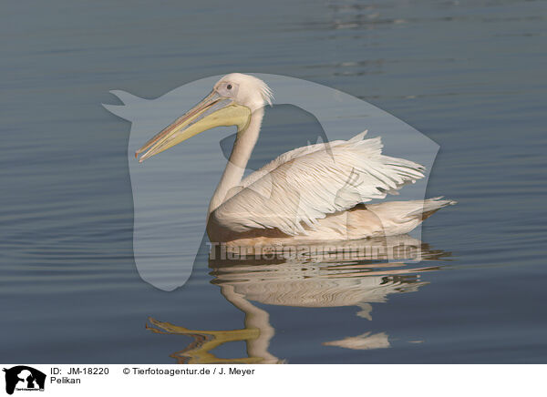 Pelikan / pelican / JM-18220
