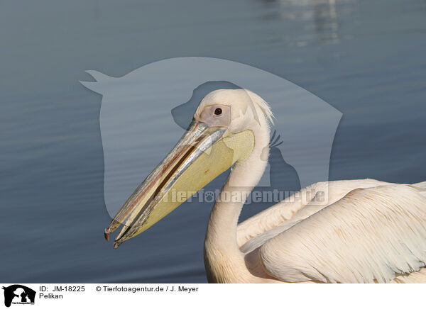 Pelikan / pelican / JM-18225
