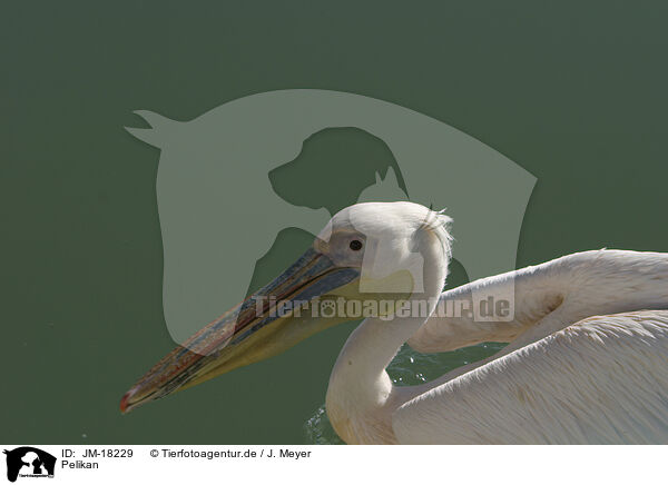 Pelikan / pelican / JM-18229