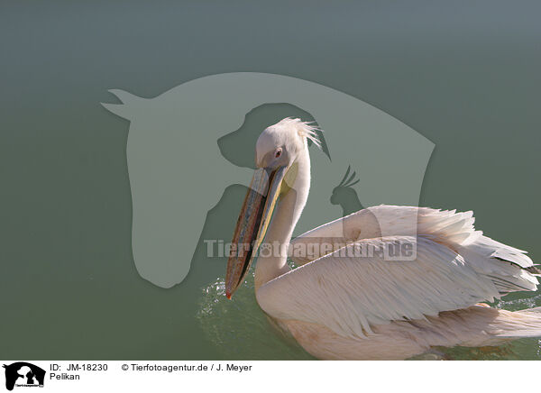 Pelikan / pelican / JM-18230