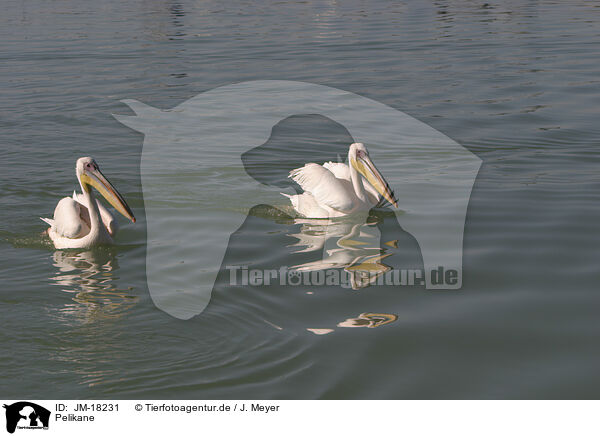 Pelikane / pelicans / JM-18231