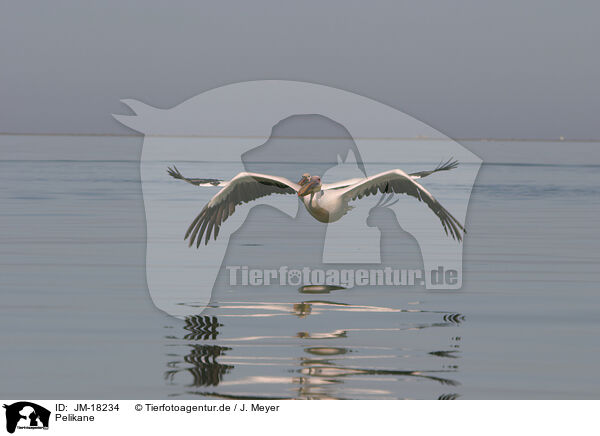Pelikane / pelicans / JM-18234