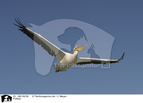 Pelikan / pelican / JM-18236