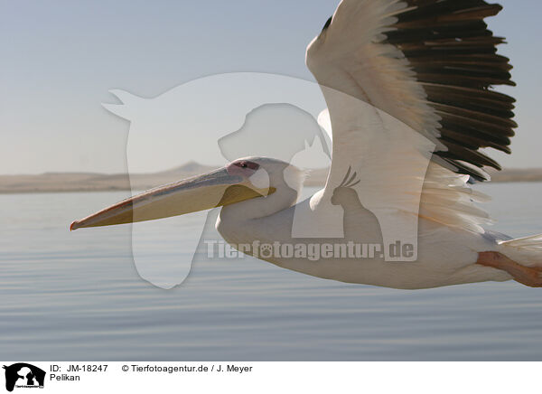 Pelikan / pelican / JM-18247
