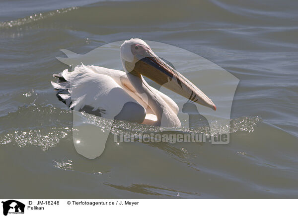 Pelikan / pelican / JM-18248