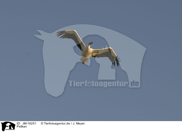 Pelikan / pelican / JM-18251