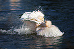 Zwei Pelikane im Wasser