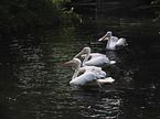 schwimmende Pelikane