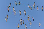 fliegende Pelikane