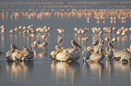 Pelikane und Flamingo