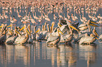 Pelikane und Flamingo