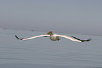 Pelikan