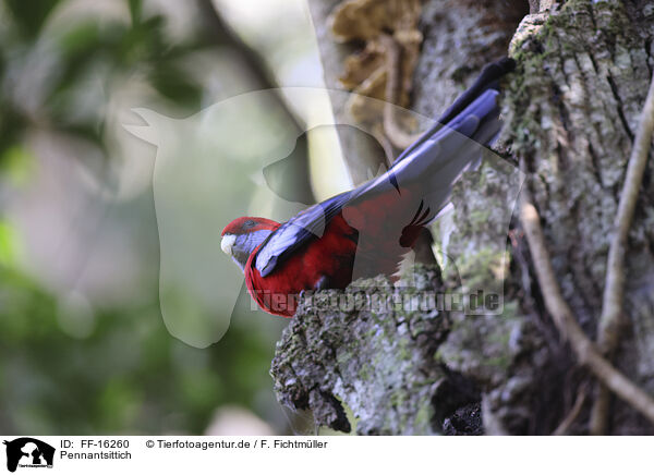Pennantsittich / crimson rosella / FF-16260