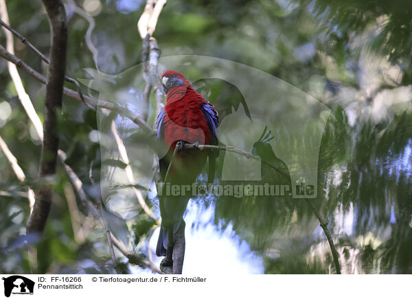 Pennantsittich / crimson rosella / FF-16266
