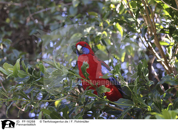 Pennantsittich / crimson rosella / FF-16268