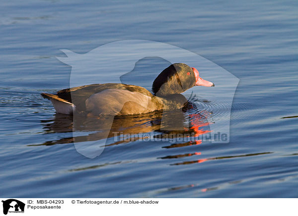 Peposakaente / rosybill pochard / MBS-04293