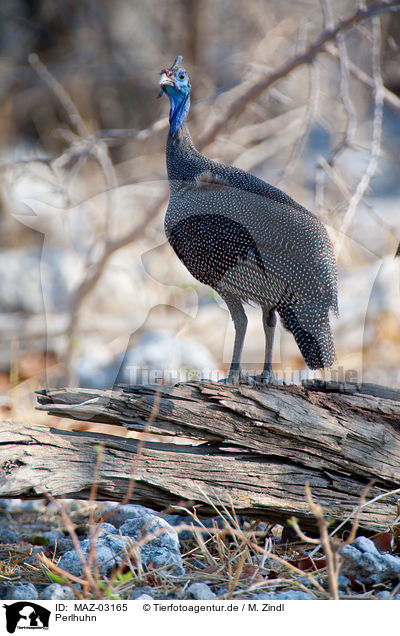 Perlhuhn / guinea fowl / MAZ-03165