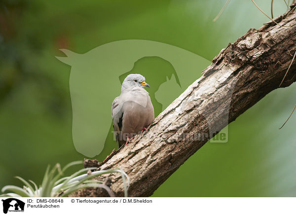 Perutubchen / Croaking Ground Dove / DMS-08648