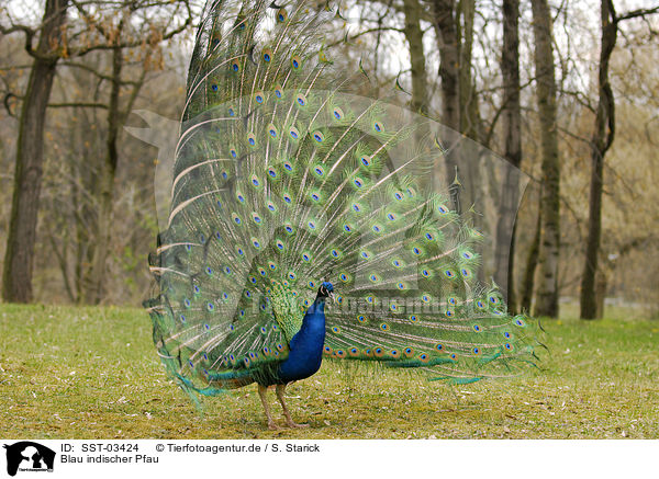 Blau indischer Pfau / peacock / SST-03424